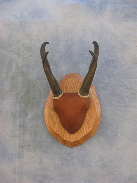 Diy antelope european mount decorated with hand painted, sola wood flowers antler centerpiece. Showpiece Taxidermy: Deer & Elk European Skull Mounts
