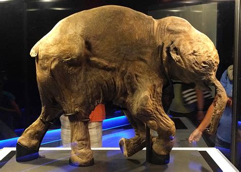 Lyuba The 42000 Year Old Baby Woolly Mammoth Thats Astonishingly