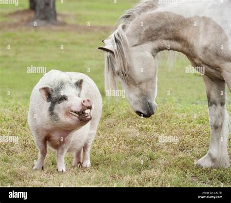 Pot Belly Schwein Und Pferd Stockfotografie Alamy