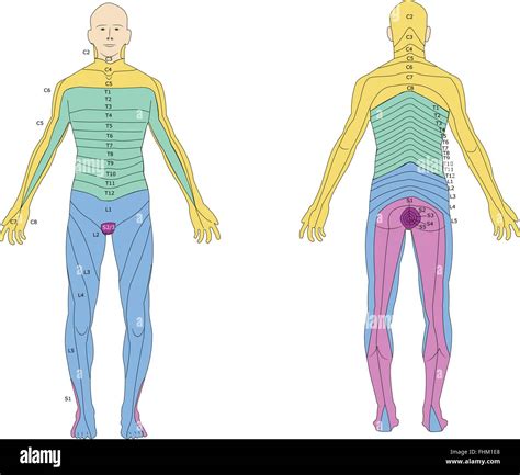 Subdivision Of The Human Body In Dermatomes Stock Vector Image And Art