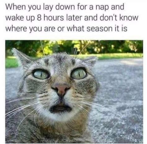 Funny Cat Memes With Captions Never Fail To Make Us Lol