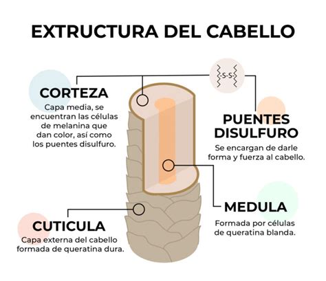 La Anatomía Del Cabello ¿cuáles Son Las Partes Del Pelo Y Sus Funciones