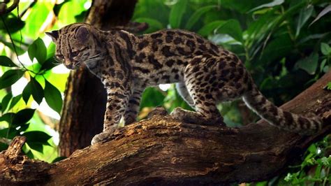 11 Animais Nativos Incríveis Para Ver Na Costa Rica