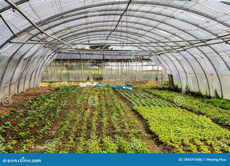 Greenhouse With Plants Cultivation Of Vegetable In Hothouse Stock