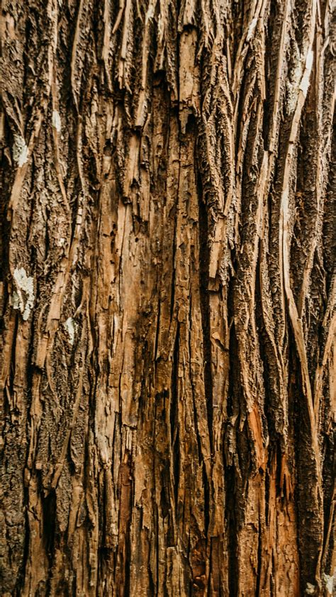 List Of Tree Bark Textured Wallpaper Ideas