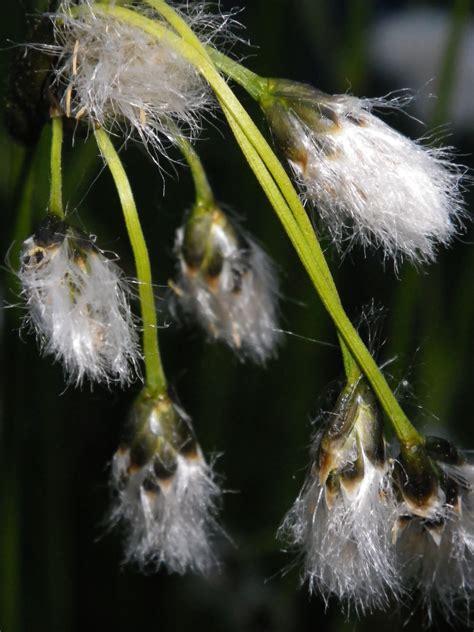 Eriophorum Vaginatum Hares Tail Cotton Grass Devon Pond Plants