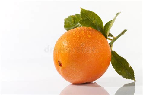 A Freshly Picked Fresh Organic Orange With Leaves On White Stock Photo