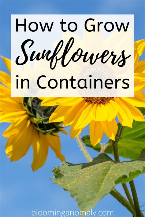 Grow Sunflower In Containers Growing Sunflowers Container Gardening