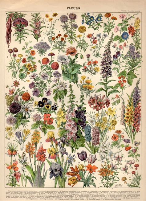 T Retro Botanical Poster Wall Art Encyclopedia Herbal Flower