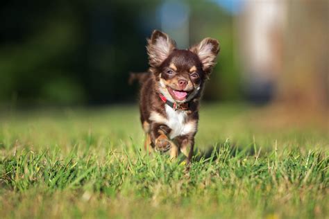 Cute Chihuahua Wallpapers 59 Images