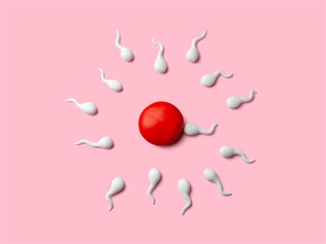 here s how long it takes sperm to reach the egg after sex