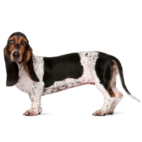 Basset Hound Dog Breed