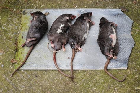 Conmen Leaving Dead Rats On Doorsteps To Trick Homeowners Into Paying