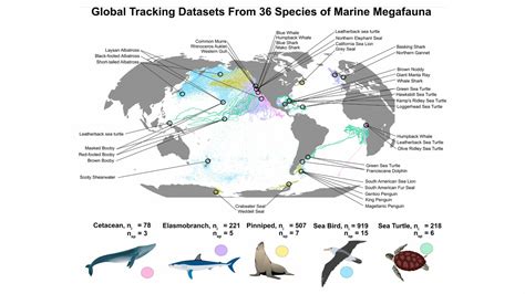 how do we protect marine megafauna save our seas foundation