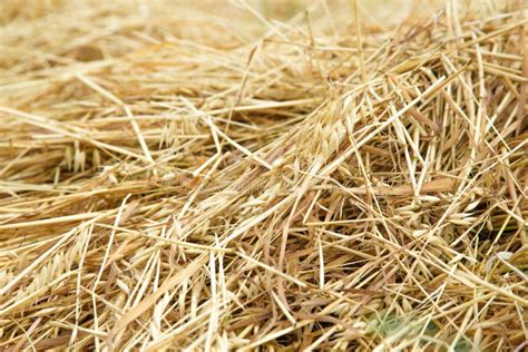 Hay Straw In The Field Stock Photo Image Of Life Nature 60972508