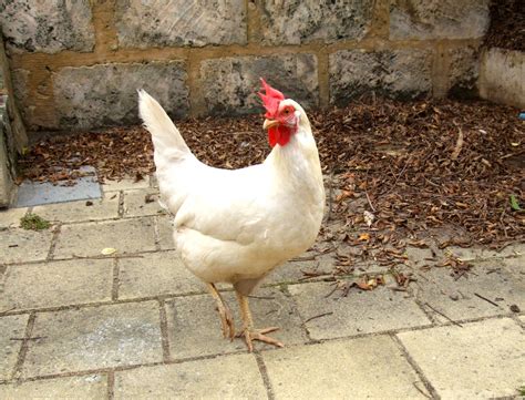 10 best laying hens of february 2021. A Chicken Keeper's Blog: Chickens: Top 5 best egg-laying ...
