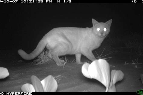 Feral Cats Close To Being Eradicated By Indigenous Rangers On Remote