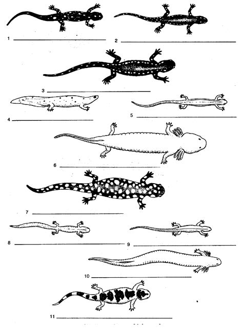 Salamander Key Biology Junction