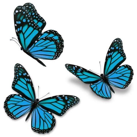 Blue Monarch Butterfly — Stock Image Blue Butterfly Tattoo Monarch