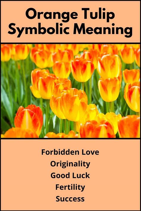 Orange Tulips Meaning And Symbolism Success And Passion