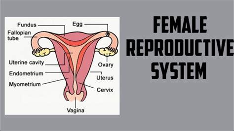 Diagram Anatomy Female Reproductive System Human Physiology