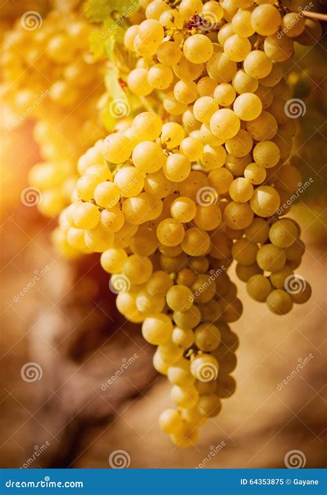 Chardonnay Grape Stock Image Image Of Season Bunch 64353875