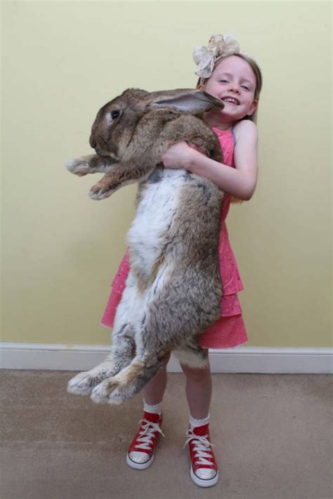 Darius The Rabbit From Worcester Is The Worlds Biggest Easter Bunny