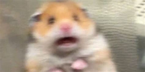 Viral Why That Screaming Hamster Isnt Funny Hamster