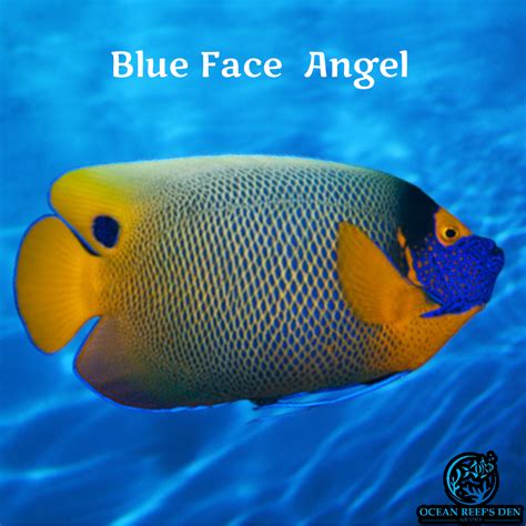 Angel Blue Face Adult Ocean Reefs Den Aquatics Ord Aquatics