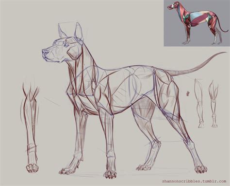 Scribbles Animal Sketches Dog Anatomy Dog Sketch