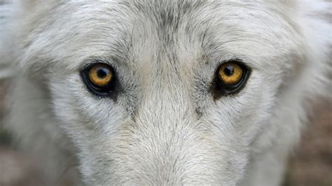 Download 1366x768 Wallpaper Wolf Muzzle Eyes Predator Tablet