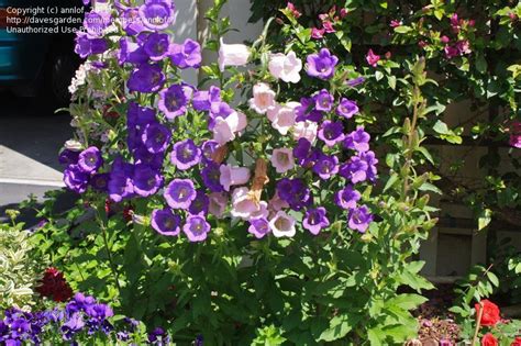 Also known as the white canterbury bells, campanula medium 'alba' has dainty, delicate spikes of large white bells. Canterbury bells | Flowers, Campanula, Perennials