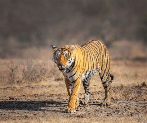 Protecting Indias Tigers Also Good For Climate Study Itz My Brand