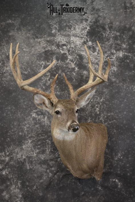Whitetail Deer Taxidermy Shoulder Mount For Sale Sku 1939 All Taxidermy