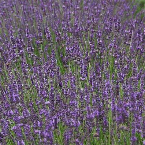 Lavender Plants For Sale Lavandula Intermedia