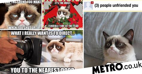 The 30 Most Iconic Grumpy Cat Memes Metro News