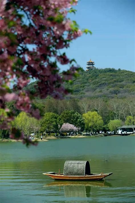 Wuxi Yuantouzhu Early Cherry Blossoms Inews