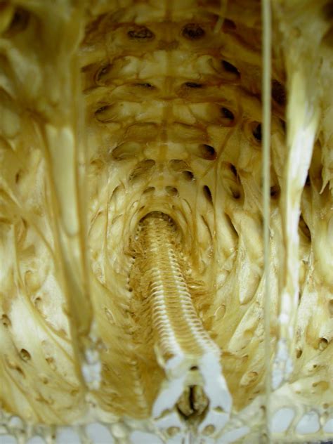 The Echinoblog Starfish Bones Understanding Evolution And Adaptation