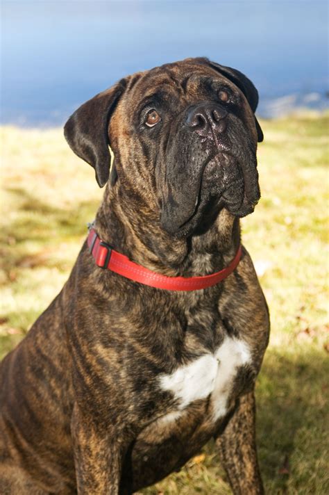 Natural Born Guardians Bullmastiffs Are A Large Size Breed Of Domestic