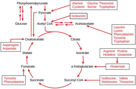 Carbohydrates provide fuel for the central nervous system and energy for working muscles. Metabolism of Nutrients | Boundless Anatomy and Physiology