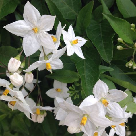 Solanum Laxum Album Syn S Jasminoides Album Potato Vine Album Uploaded By Kyleleonard