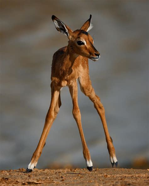 Keith Ladzinski On Instagram A Baby Impala Mere Hours Old Taking