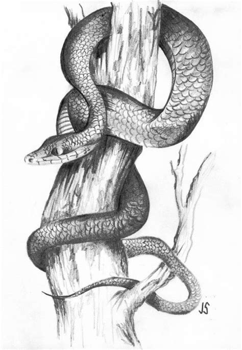 The best selection of royalty free snake drawings vector art, graphics and stock illustrations. Snake Drawings In Pencil at PaintingValley.com | Explore ...