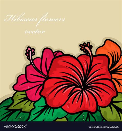Hibiscus Colors Flowers Royalty Free Vector Image