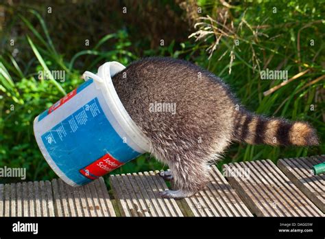 Common Raccoon Procyon Lotor Tame Pup Playing With A Bucket In The