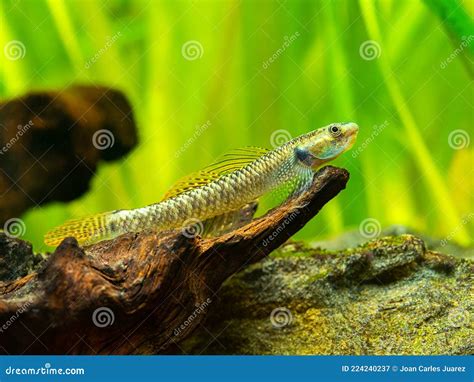 Rainbow Stiphodon Goby Stiphodon Ornatus Isolated In A Fish Tank With