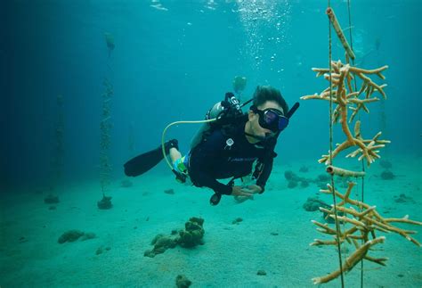 Sandals Foundation Coral Restoration - Scubaverse