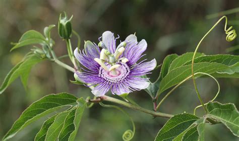 Purple Passion Flower | Beesponsible