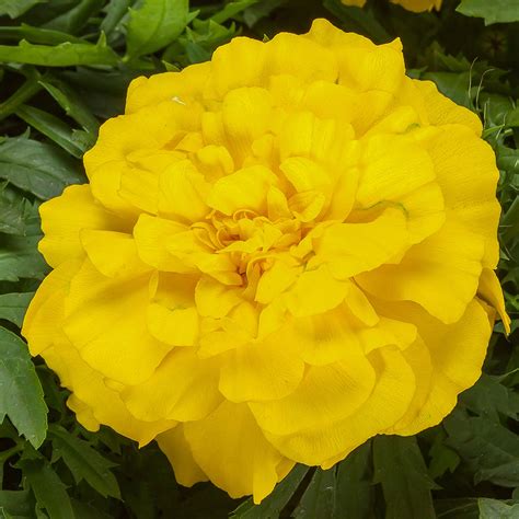 Endurance Yellow Marigold Seeds Annual Flower Seeds