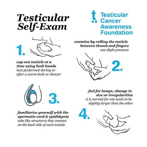 Testicular Self Exams — Testicular Cancer Awareness Foundation